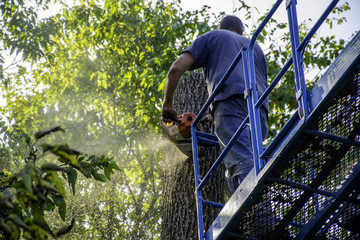 man on aerial platform cutting tree with chainsaw