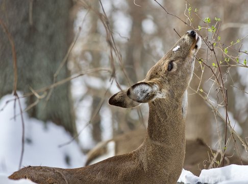 Beautiful isolated picture with a wild deer eating leaves in the snowy forest