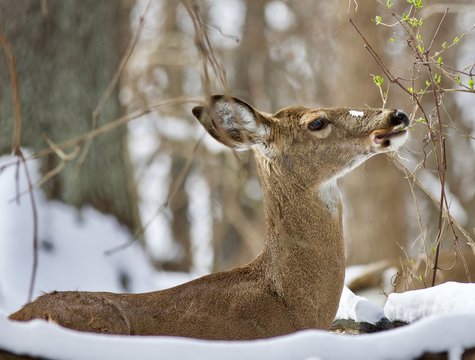 Beautiful isolated background with a wild deer eating leaves in the snowy forest