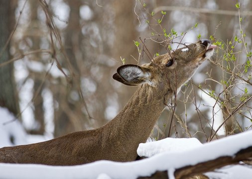 Beautiful image of a wild deer eating in the snowy forest