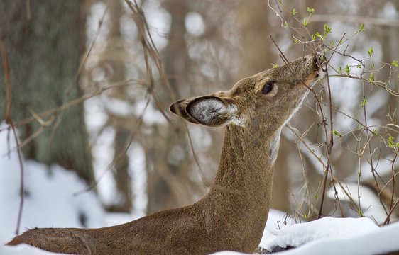 Beautiful isolated image with a wild deer eating in the snowy forest