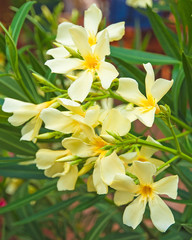 Fototapeta na wymiar Yellow oleander macro