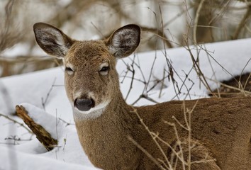 Beautiful isolated background with a sleepy wild deer in the snowy forest
