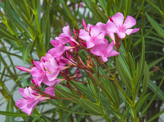 Pink oleander macro