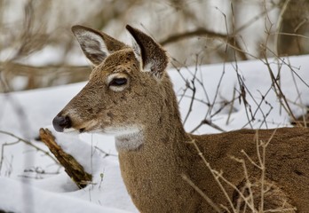 Beautiful image of a wild deer in the snowy forest