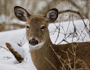 Beautiful isolated picture with a wild deer in the snowy forest