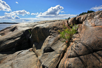 Green grass growing on a rock