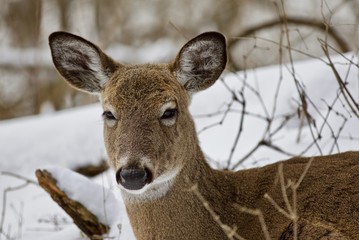 Beautiful isolated picture with a wild deer in the snowy forest