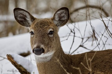 Fototapeta premium Beautiful isolated photo of a wild deer in the snowy forest