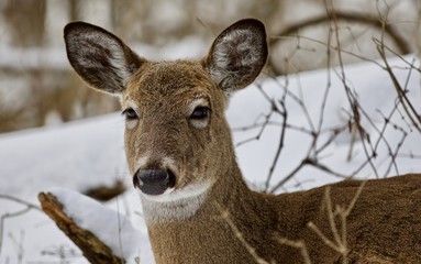 Beautiful portrait of a wild deer in the snowy forest