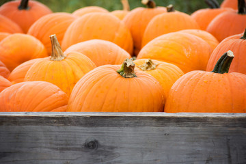 Fresh pumpkins ready for sale