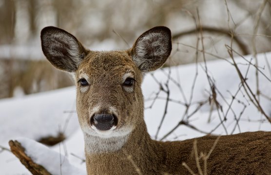 Beautiful portrait of a strong wild deer in the snowy forest