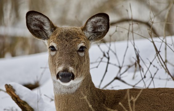 Beautiful portrait of a wild deer in the snowy forest