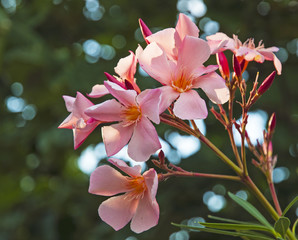 Pink oleander macro