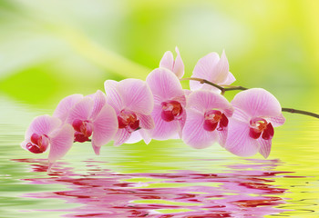 An orchid branch is reflected in the water