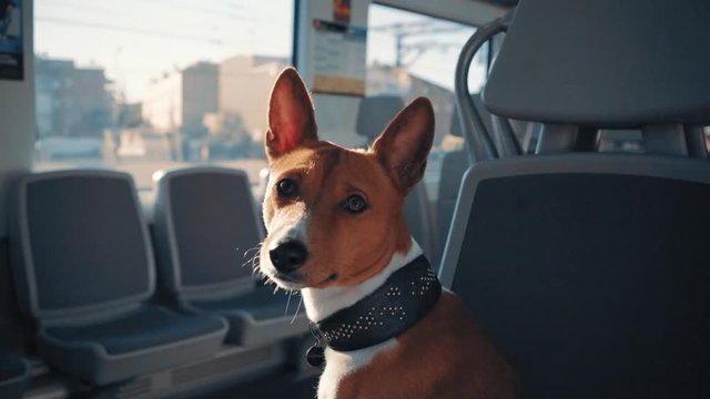 Portrait of cute basenji dog looking at camera while sitting in train car during his travel somewhere at sunny day