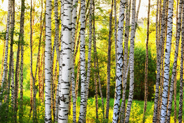 summer in sunny birch forest