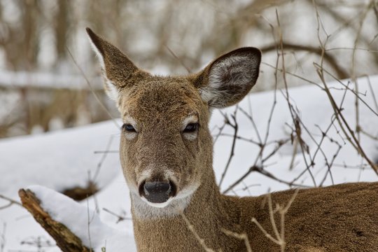 Beautiful portrait of a cute funny wild deer in the snowy forest
