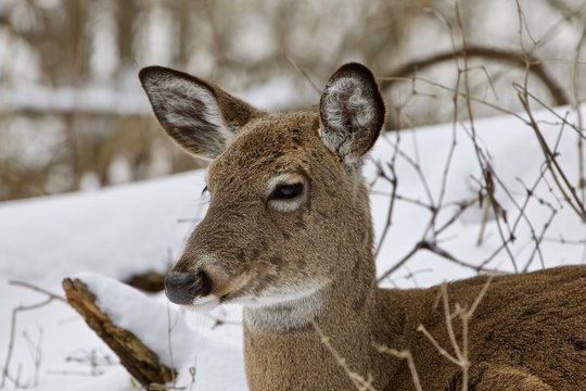 Beautiful portrait of a cute sleepy wild deer in the snowy forest