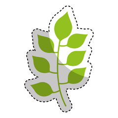 leafs plant isolated icon vector illustration design