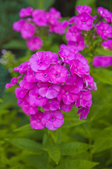 Pink perennial phlox in the garden