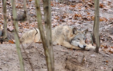 Resting European wolf (Canis lupus).