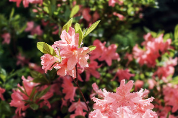 Pink flowers aliandra outdoors