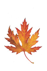 Single colorful red, yellow and brown maple autumn leaf isolated on a white background