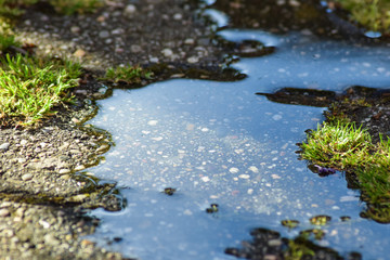 Water Puddle Closeup