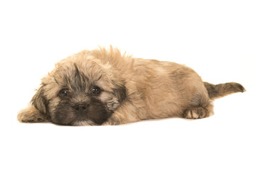 Naklejka na ściany i meble Cute brown boomer puppy lying on the floor facing the camera with its head on the floor isolated on a white background