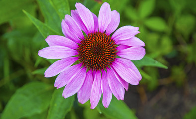 Pink flowers in the garden in summer