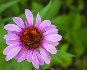 Pink flowers in the garden in summer