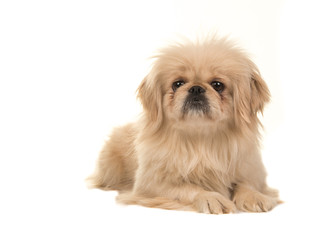 Blond adult tibetan spaniel dog lying on the floor with head up facing the camera isolated on a white background
