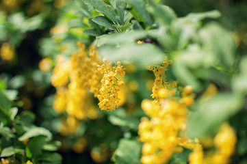 Yellow flowers in the park in early spring