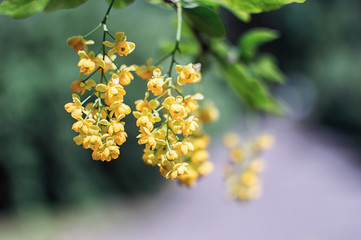 Yellow flowers in full bloom