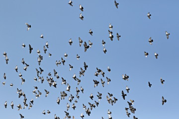 Flock of birds on blue sky background, flock of pigeons flying