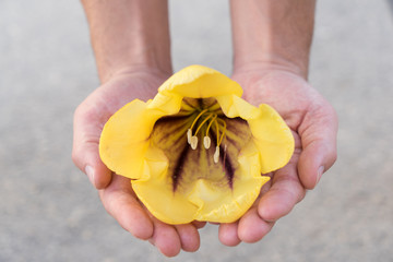 Male hands holding the delicate flower, close up.