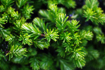 green bush