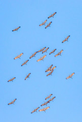Sandhill cranes in flight during spring migration in central New Mexico