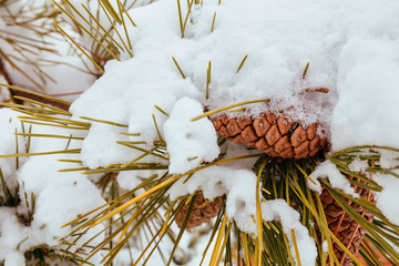 Branches of pine tree with snow