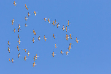 Sandhill cranes in flight during spring migration in central New Mexico