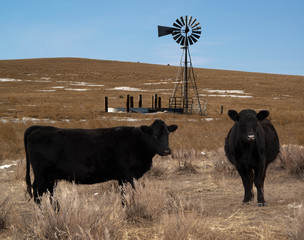 Black angus cows on winter pasture with windmill and water tank - obrazy, fototapety, plakaty