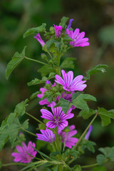 Malva selvatica (Malva  sylvestris) - fioritura