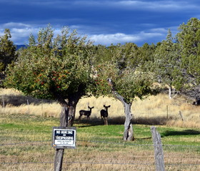 Mule deer and no hunting