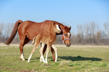Ponystute mit Fohlen
