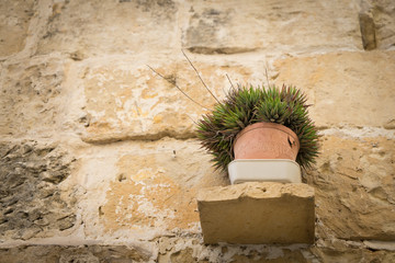 Small Aloe Vera plants with brick wall background