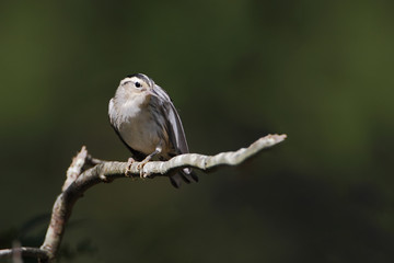 Black-and-white warbler (Mniotilta varia) on branch, Edwin B. Forsythe National Wildlife Refuge, New Jersey, USA