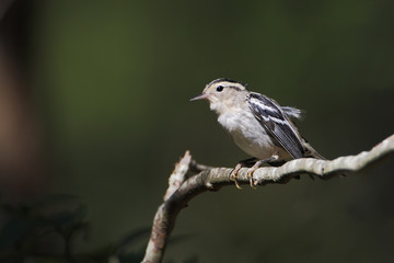 Black-and-white warbler (Mniotilta varia) on branch, Edwin B. Forsythe National Wildlife Refuge, New Jersey, USA