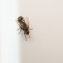Fliege beim Paaren