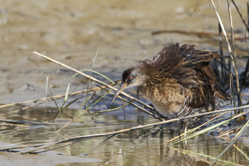 Clapper rail (Rallus crepitans) shaking feathers, Bolivar Peninsula, Texas, USA